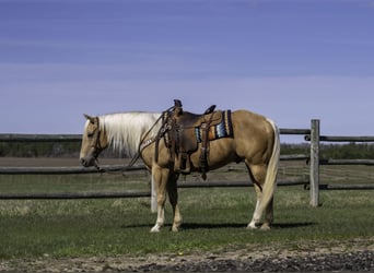 American Quarter Horse, Wallach, 9 Jahre, 152 cm, Palomino