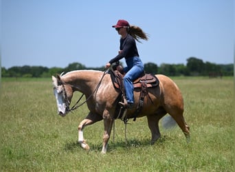 American Quarter Horse, Wallach, 9 Jahre, 152 cm, Palomino