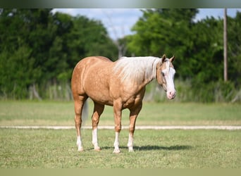 American Quarter Horse, Wallach, 9 Jahre, 152 cm, Palomino