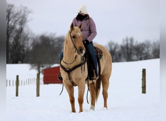 American Quarter Horse, Wallach, 9 Jahre, 152 cm, Palomino