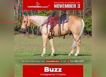 American Quarter Horse, Wallach, 9 Jahre, 152 cm, Palomino