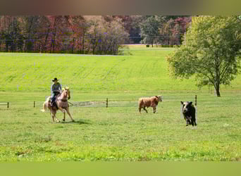 American Quarter Horse, Wallach, 9 Jahre, 152 cm, Palomino