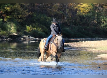 American Quarter Horse, Wallach, 9 Jahre, 152 cm, Palomino