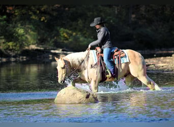 American Quarter Horse, Wallach, 9 Jahre, 152 cm, Palomino