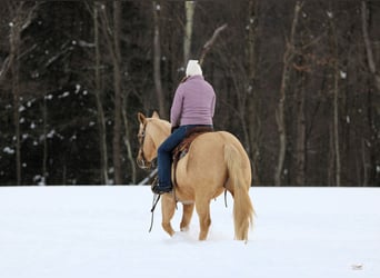 American Quarter Horse, Wallach, 9 Jahre, 152 cm, Palomino