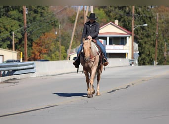 American Quarter Horse, Wallach, 9 Jahre, 152 cm, Palomino