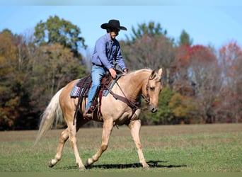 American Quarter Horse, Wallach, 9 Jahre, 152 cm, Palomino