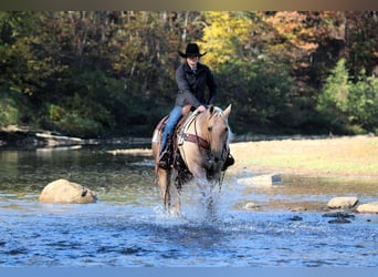 American Quarter Horse, Wallach, 9 Jahre, 152 cm, Palomino
