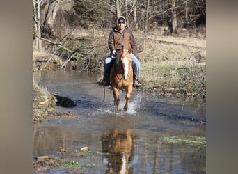 American Quarter Horse, Wallach, 9 Jahre, 152 cm, Palomino