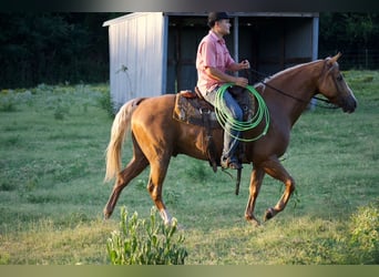 American Quarter Horse, Wallach, 9 Jahre, 152 cm, Palomino