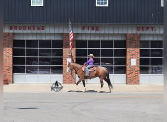 American Quarter Horse, Wallach, 9 Jahre, 152 cm