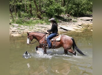 American Quarter Horse, Wallach, 9 Jahre, 152 cm