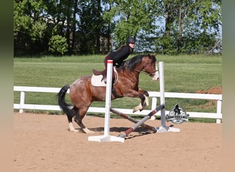 American Quarter Horse, Wallach, 9 Jahre, 152 cm