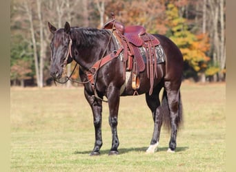 American Quarter Horse, Wallach, 9 Jahre, 152 cm, Rappe