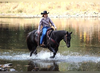 American Quarter Horse, Wallach, 9 Jahre, 152 cm, Rappe