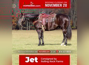 American Quarter Horse, Wallach, 9 Jahre, 152 cm, Rappe