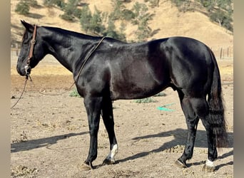 American Quarter Horse, Wallach, 9 Jahre, 152 cm, Rappe