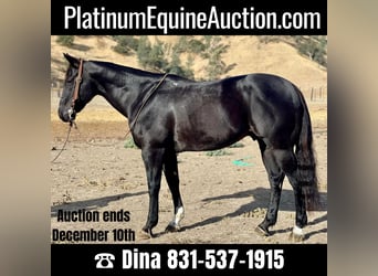 American Quarter Horse, Wallach, 9 Jahre, 152 cm, Rappe