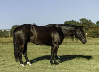 American Quarter Horse, Wallach, 9 Jahre, 152 cm, Rappe