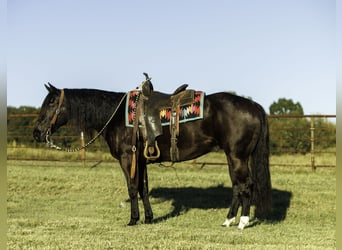 American Quarter Horse, Wallach, 9 Jahre, 152 cm, Rappe