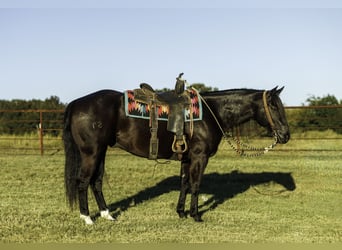 American Quarter Horse, Wallach, 9 Jahre, 152 cm, Rappe