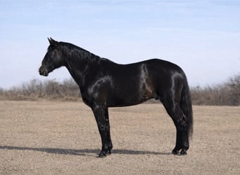 American Quarter Horse, Wallach, 9 Jahre, 152 cm, Rappe