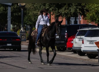 American Quarter Horse, Wallach, 9 Jahre, 152 cm, Rappe