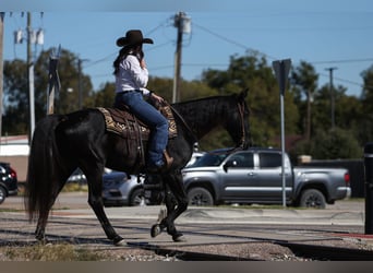 American Quarter Horse, Wallach, 9 Jahre, 152 cm, Rappe