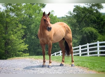American Quarter Horse, Wallach, 9 Jahre, 152 cm, Red Dun
