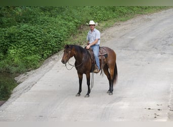 American Quarter Horse, Wallach, 9 Jahre, 152 cm, Roan-Bay