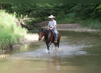 American Quarter Horse, Wallach, 9 Jahre, 152 cm, Roan-Bay