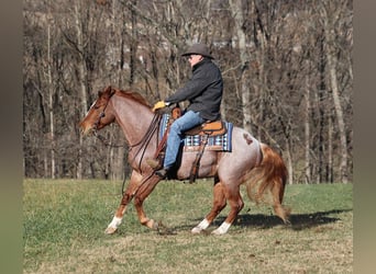American Quarter Horse, Wallach, 9 Jahre, 152 cm, Roan-Bay