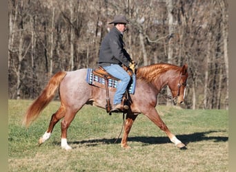 American Quarter Horse, Wallach, 9 Jahre, 152 cm, Roan-Bay