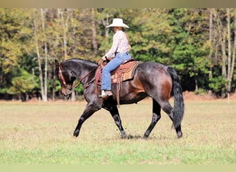 American Quarter Horse, Wallach, 9 Jahre, 152 cm, Roan-Bay