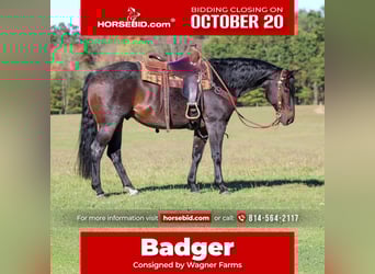 American Quarter Horse, Wallach, 9 Jahre, 152 cm, Roan-Bay