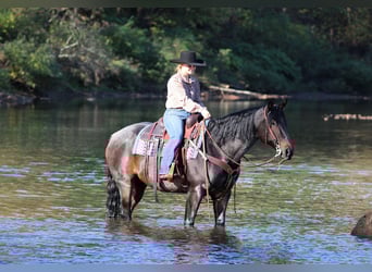 American Quarter Horse, Wallach, 9 Jahre, 152 cm, Roan-Bay