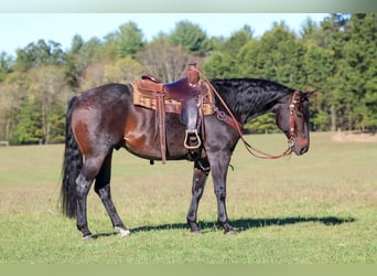 American Quarter Horse, Wallach, 9 Jahre, 152 cm, Roan-Bay