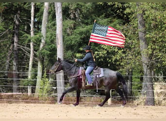 American Quarter Horse, Wallach, 9 Jahre, 152 cm, Roan-Bay