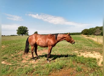 American Quarter Horse, Wallach, 9 Jahre, 152 cm, Roan-Bay