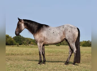 American Quarter Horse, Wallach, 9 Jahre, 152 cm, Roan-Blue