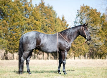 American Quarter Horse, Wallach, 9 Jahre, 152 cm, Roan-Blue