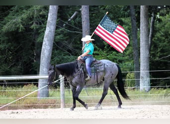 American Quarter Horse, Wallach, 9 Jahre, 152 cm, Roan-Blue