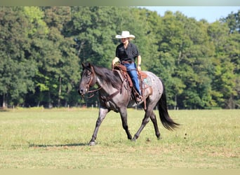 American Quarter Horse, Wallach, 9 Jahre, 152 cm, Roan-Blue