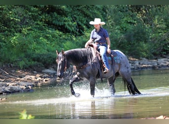 American Quarter Horse, Wallach, 9 Jahre, 152 cm, Roan-Blue