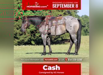 American Quarter Horse, Wallach, 9 Jahre, 152 cm, Roan-Blue