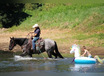 American Quarter Horse, Wallach, 9 Jahre, 152 cm, Roan-Blue