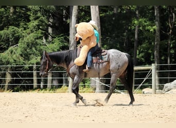 American Quarter Horse, Wallach, 9 Jahre, 152 cm, Roan-Blue