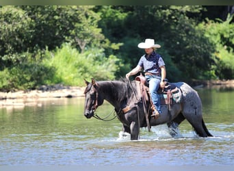 American Quarter Horse, Wallach, 9 Jahre, 152 cm, Roan-Blue
