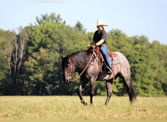 American Quarter Horse, Wallach, 9 Jahre, 152 cm, Roan-Blue