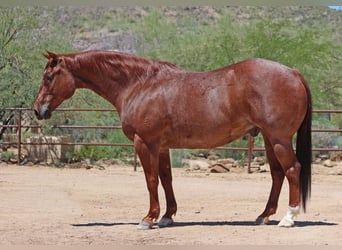 American Quarter Horse, Wallach, 9 Jahre, 152 cm, Roan-Red